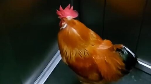 рингтон петуха на будильник. часы с курицей. будильник петух. петух с часами. петух природный будильник.