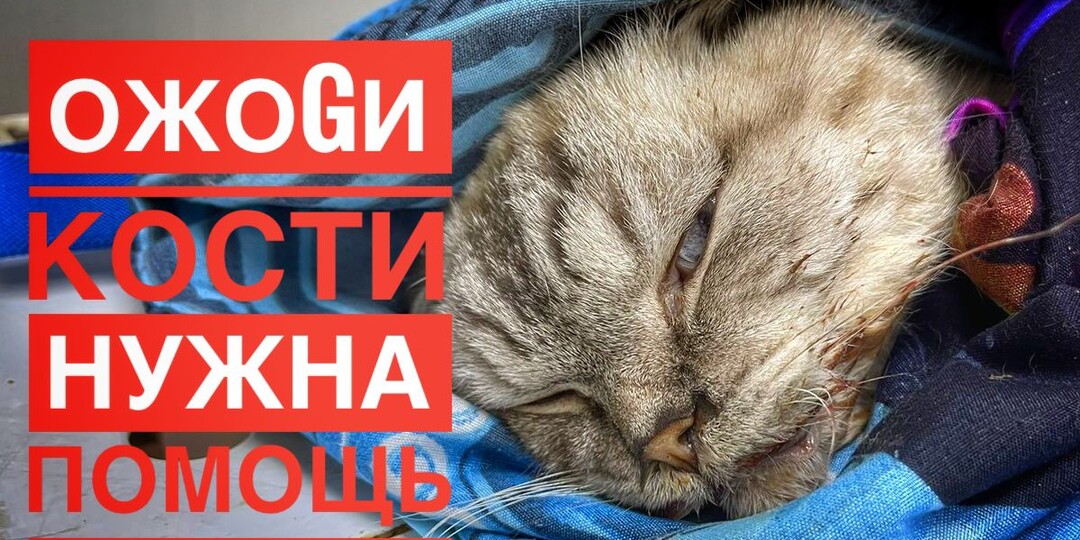 Жизнь котика висит на волоске