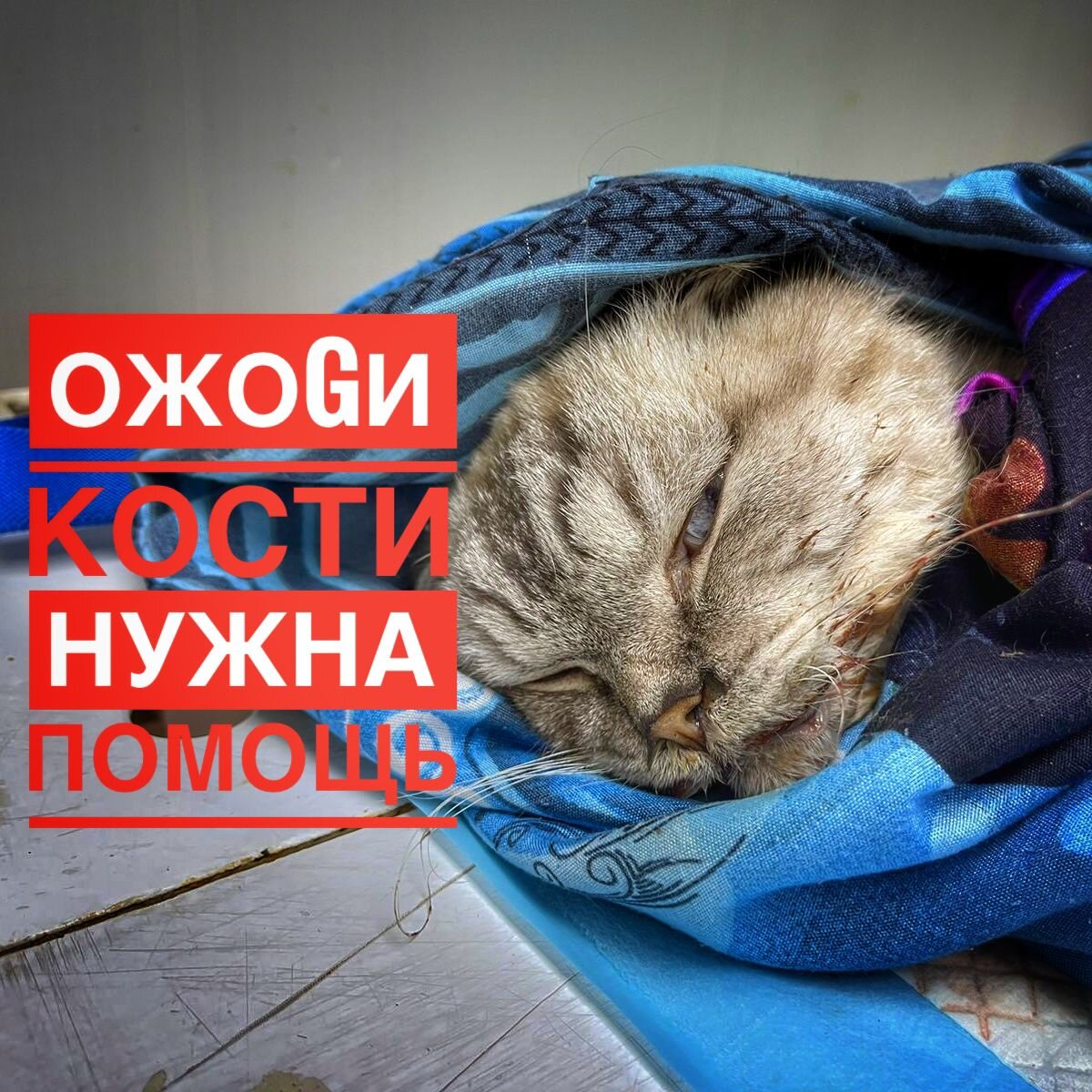 Жизнь котика висит на волоске... 