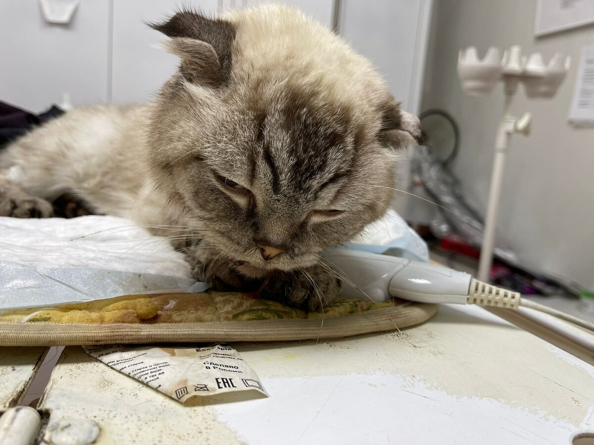 Котику совсем плохо... Необходимо срочно бежать в клинику, сами мы ничего не сделаем