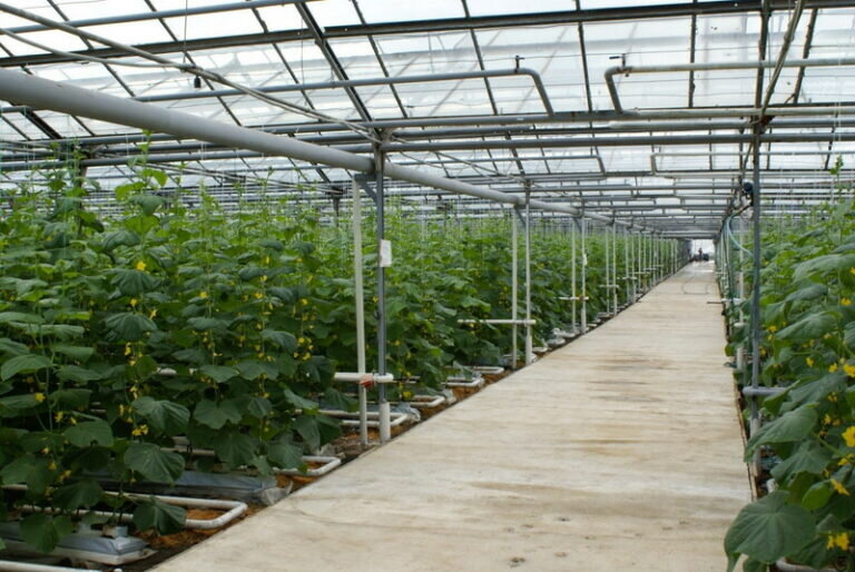    «Кушкульские теплицы». С ростом производительности труда экоферма экономит 9 млн рублей Марина Шарт