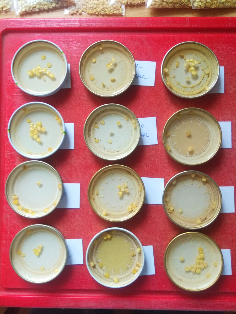 На фото замачиваю семена перца