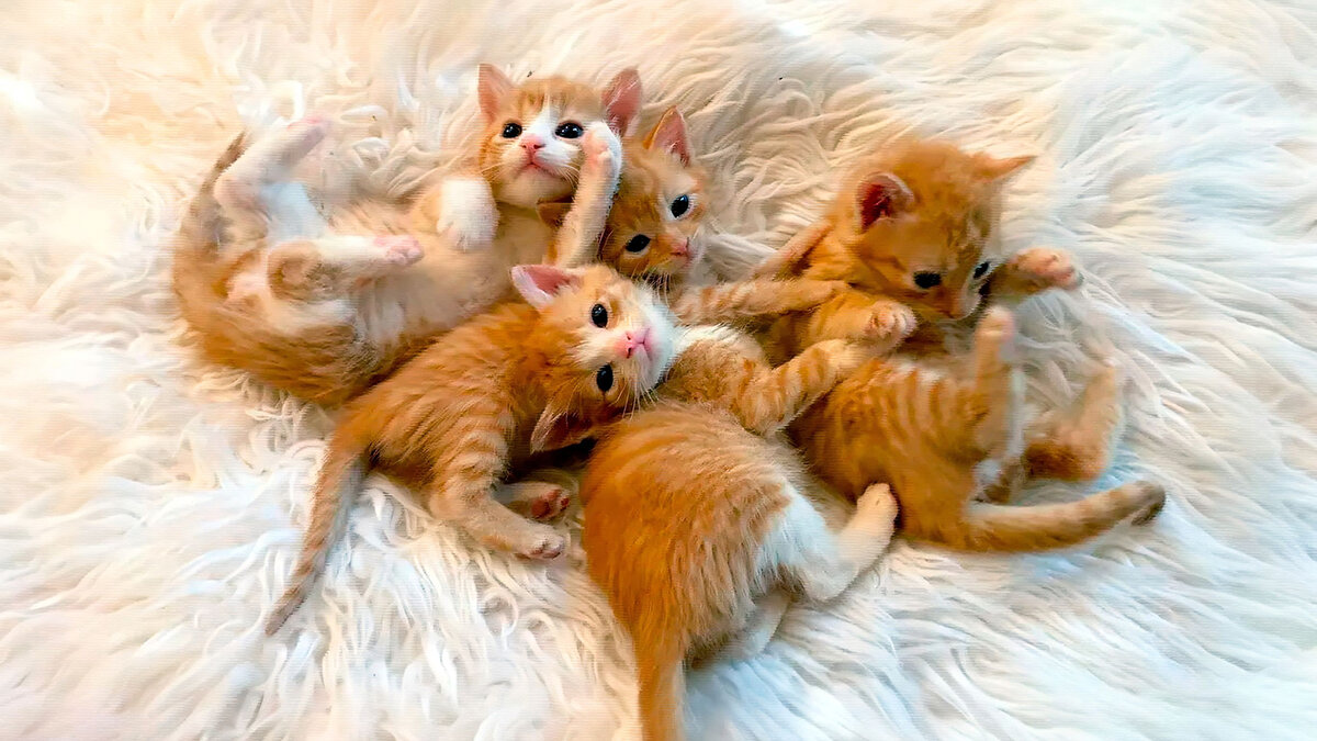 источник фото: assets.rebelmouse.io