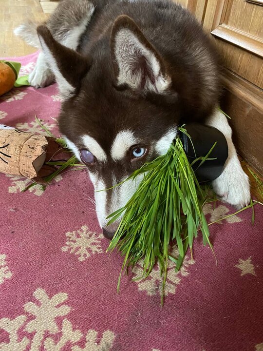 Яшма от разведенцев