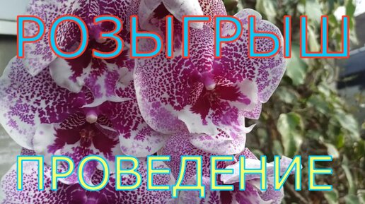 РОЗЫГРЫШ ПРОВЕДЕНИЕ ! Спонсор Оптовая база, пер Промышленный 4. Орхидея Phalaenopsis Pandora Big Lip