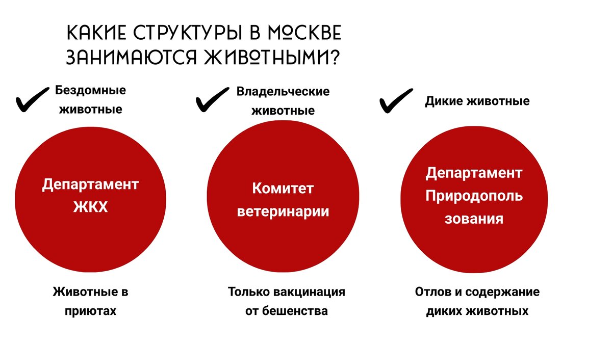 Система обращения с бездомными животными в г. Москве | Котоспас | Дзен