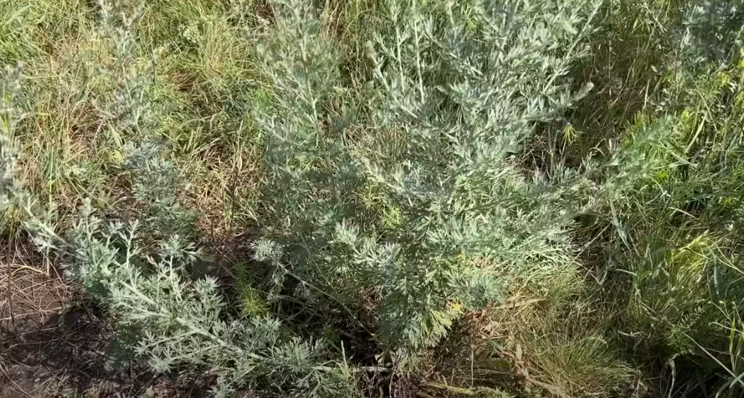 Полынь горькая.