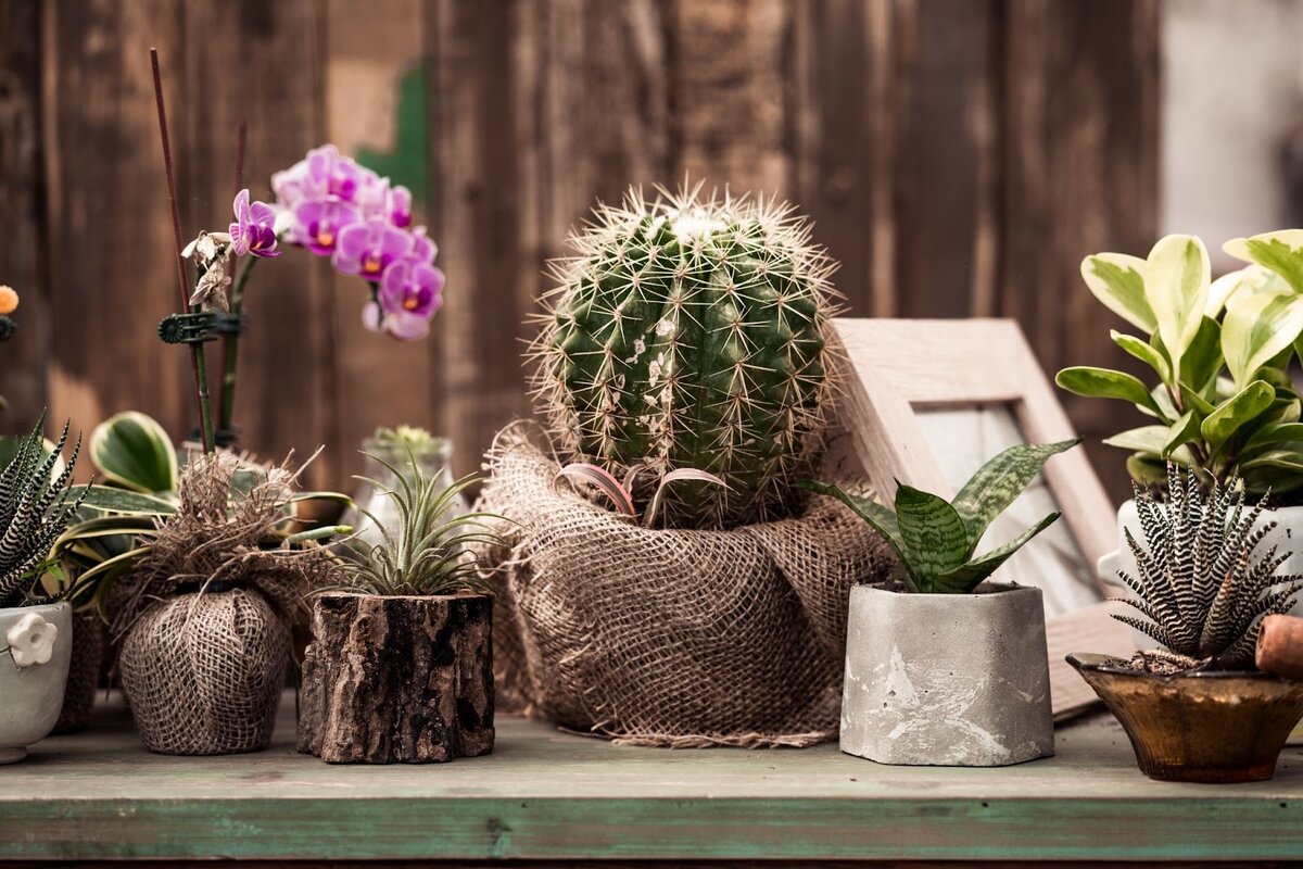 Такие разные растения — и все же они похожи больше, чем кажется. Источник: Shutterstock 