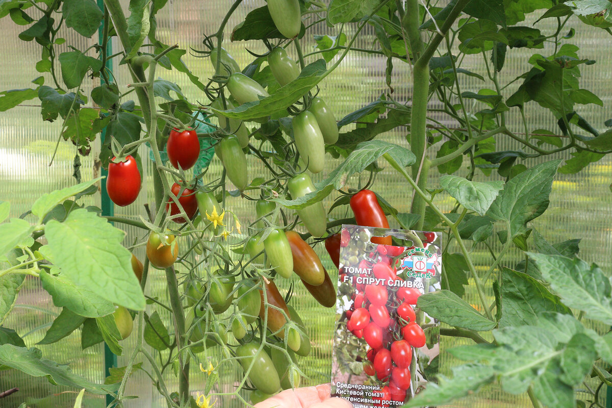 томат Спрут сливка
