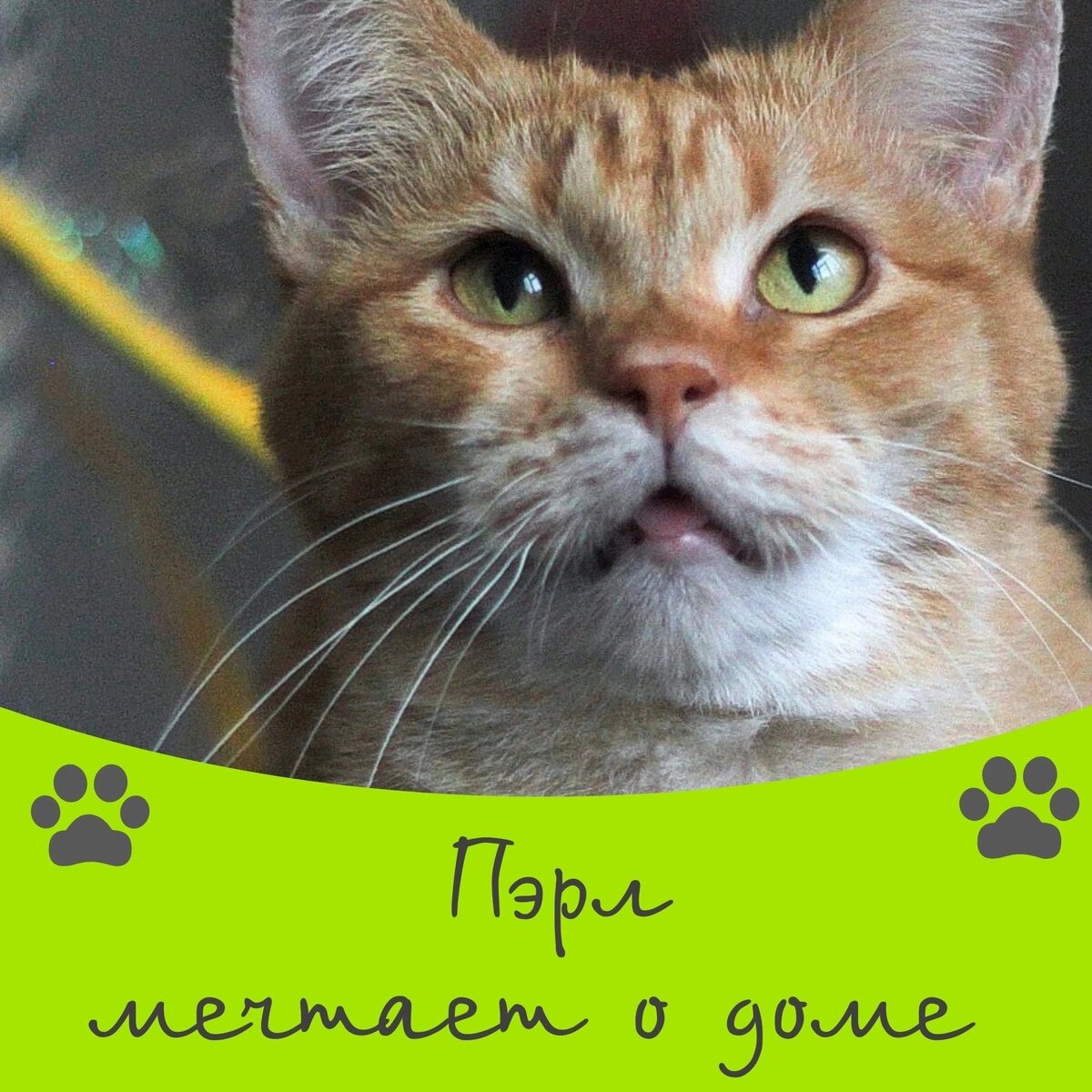 Котики ждут в гости 🐈‍⬛🐈💐 | Приют для кошек 