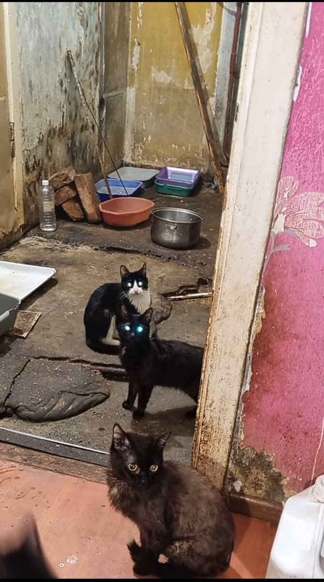 пазлы юмористические. котик с грибами. прикольные чемоданы. котик собирает. кот собирается.