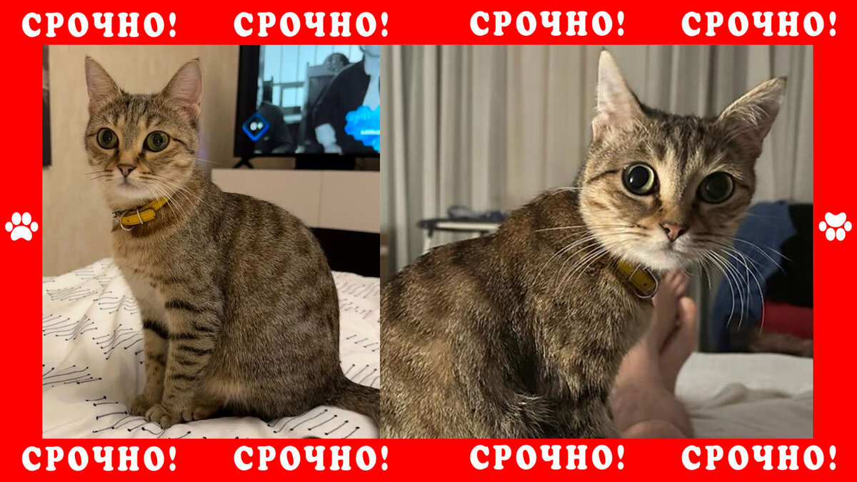 В поселке Зелёная Тропа потерялась кошка в желтом ошейнике