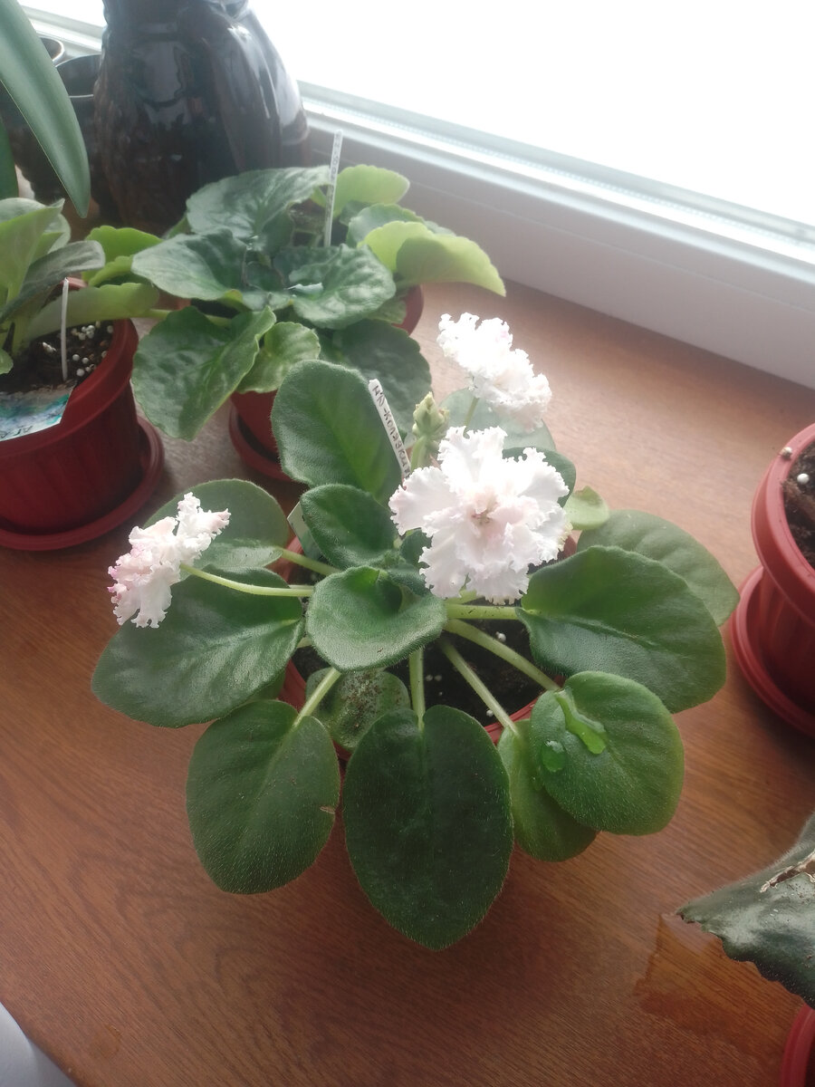 Цветок мамен, если что