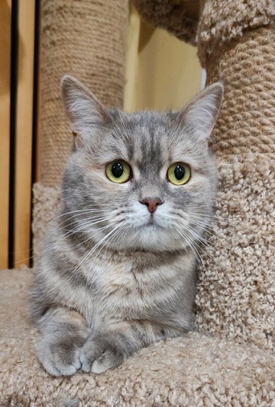 Логотипы музыкальных каналов. Диджейский пульт диско. Девушка в наушниках танцует. Puziks. Девушка в наушниках.