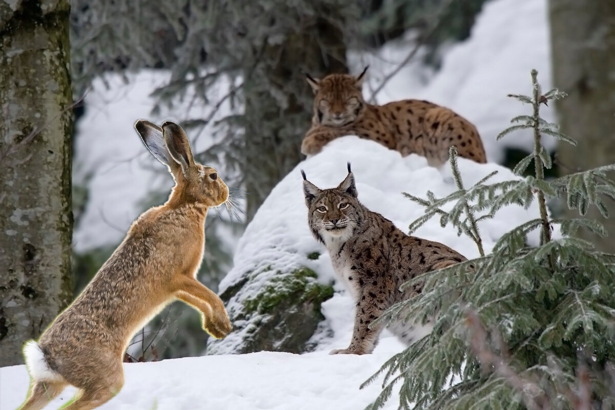 Заяц для рыси — излюбленное лакомство. Но не все зайцы это одобряют)