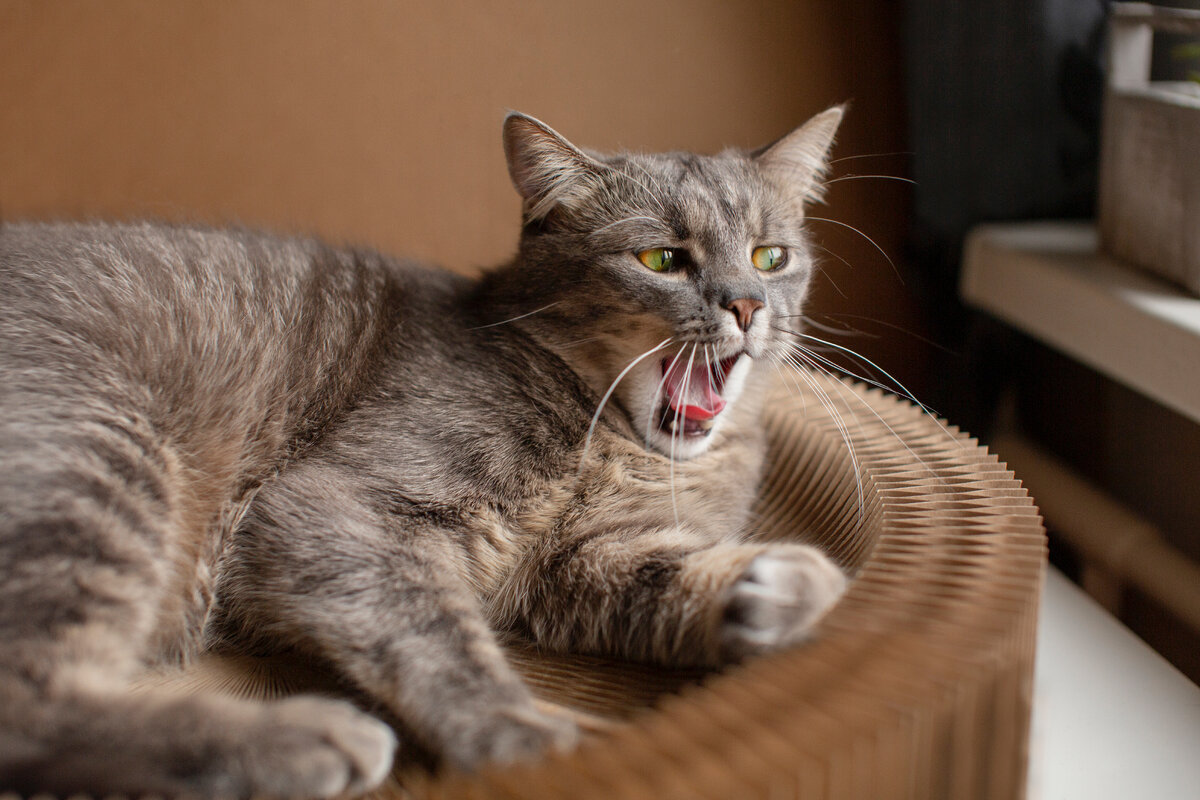 Image by <a href="https://www.freepik.com/free-photo/close-up-sleepy-beautiful-cat_21195528.htm#query=%D0%BA%D0%BE%D1%82%20%D1%86%D0%B0%D1%80%D0%B0%D0%BF%D0%B0%D0%B5%D1%82%20%D0%B4%D0%B8%D0%B2%D0%B0%D0%BD&position=5&from_view=search&track=ais&uuid=843ab33e-25a7-4994-a3a3-5e1811b622ad">Freepik</a>