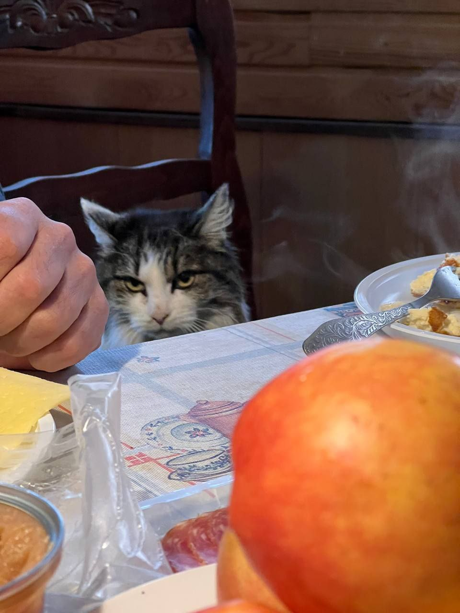 Кошечка на базе отдыха