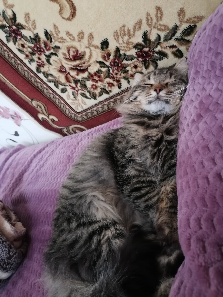 Басенька мой дня четыре приходил только быть поглаженным🐱и поесть бегом.