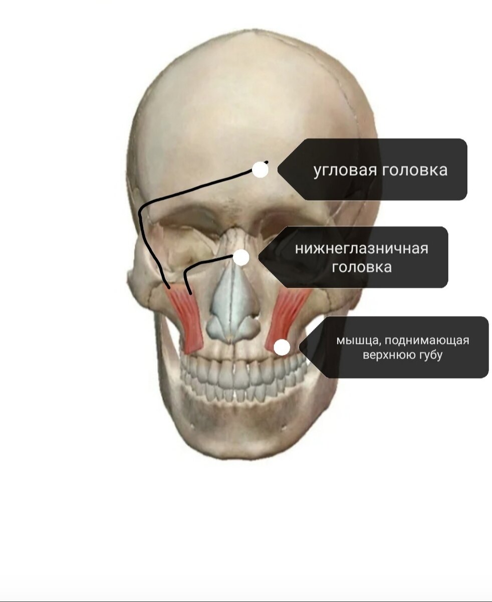 Переферическая часть речевого аппарата Артикуляционный отдел Мышцы головы и  лица | Логопед Смирнова | Дзен