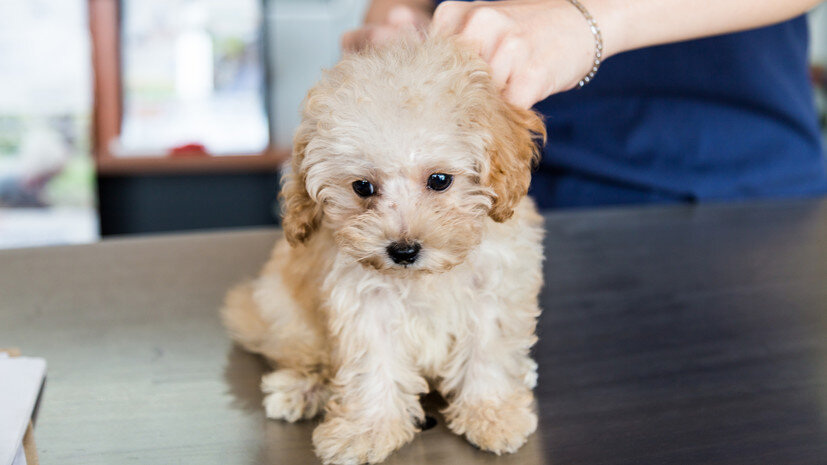   Gettyimages.ru ThamKC