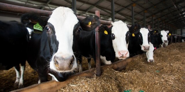    На 4% за год вырос объем производства молока в Ивановской области