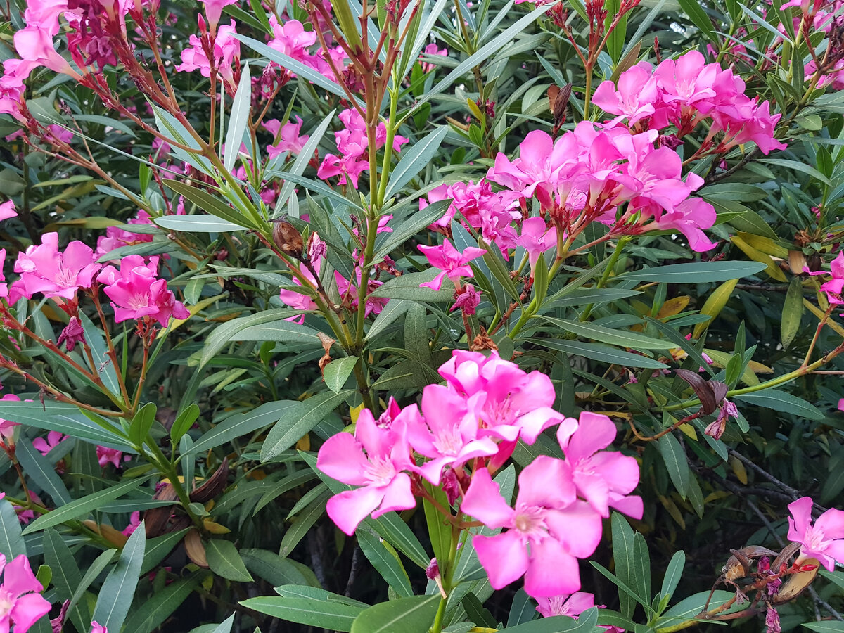 Олеандр. Чем-то похож на миндаль.