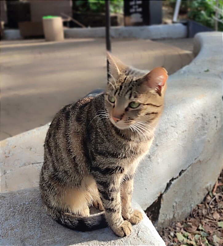 Отказали в аренде из-за кота 