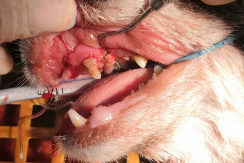 Пародонтит у кошки