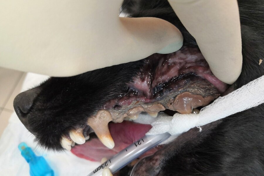 Пародонтит у собаки