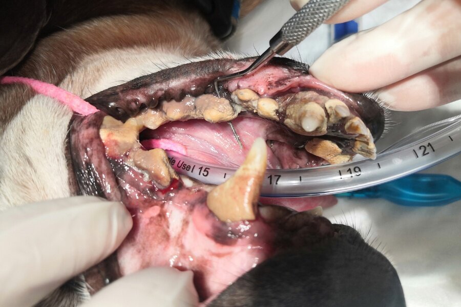 Пародонтит у собаки