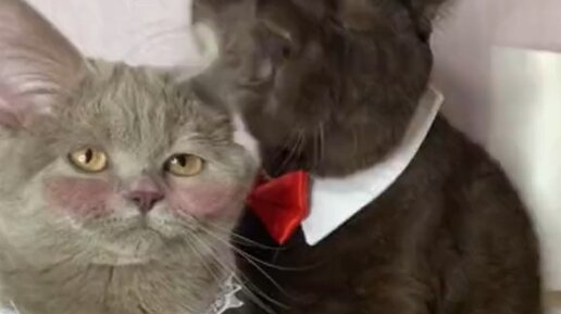 Марсик и вася. Дома хорошо кот. Кот дома марсик. Кися. Марсик и вася.