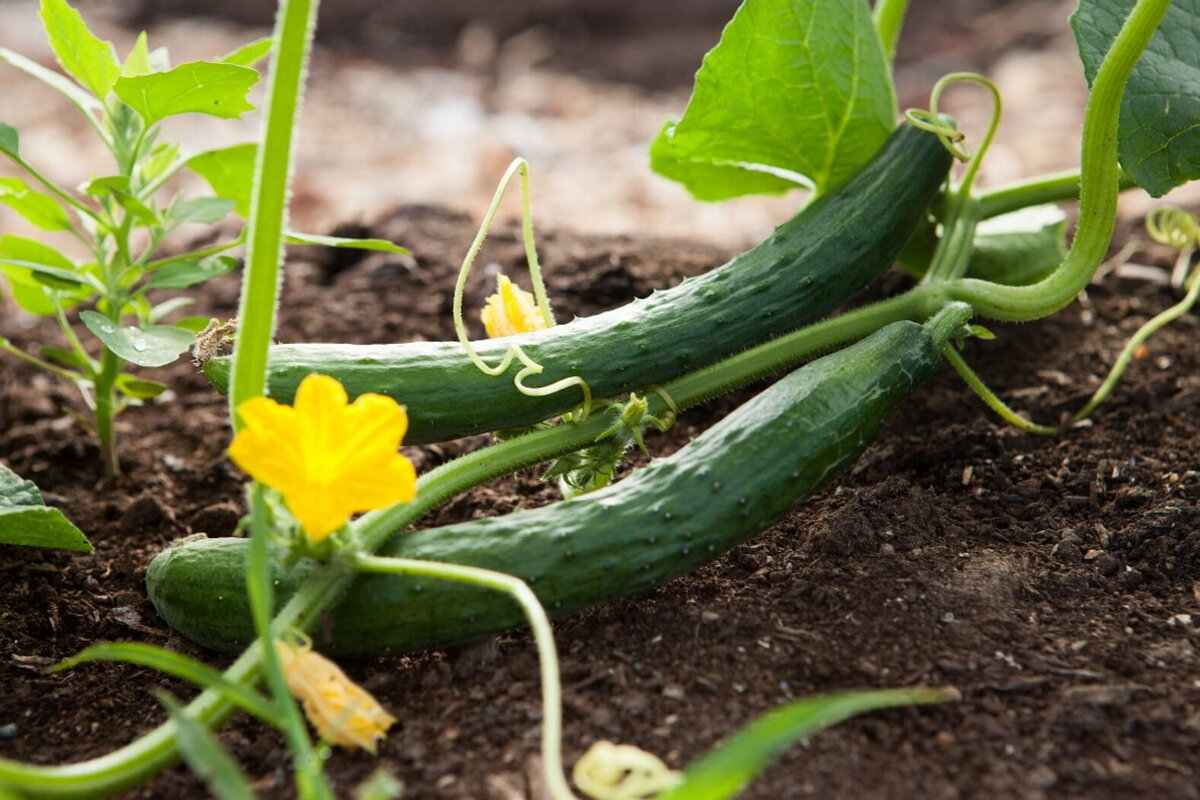 Агроном 3. Пластиковой дуге агроном. Агроном 3. Сельское хозяйство агроном. Агроном 3.