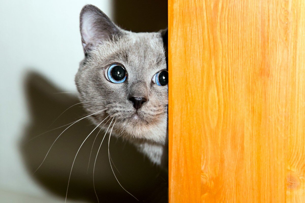 Источник: purina.ru