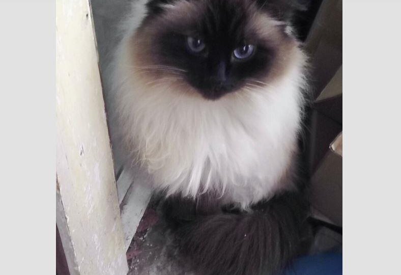 Чужие коты, но до чего приятные😻