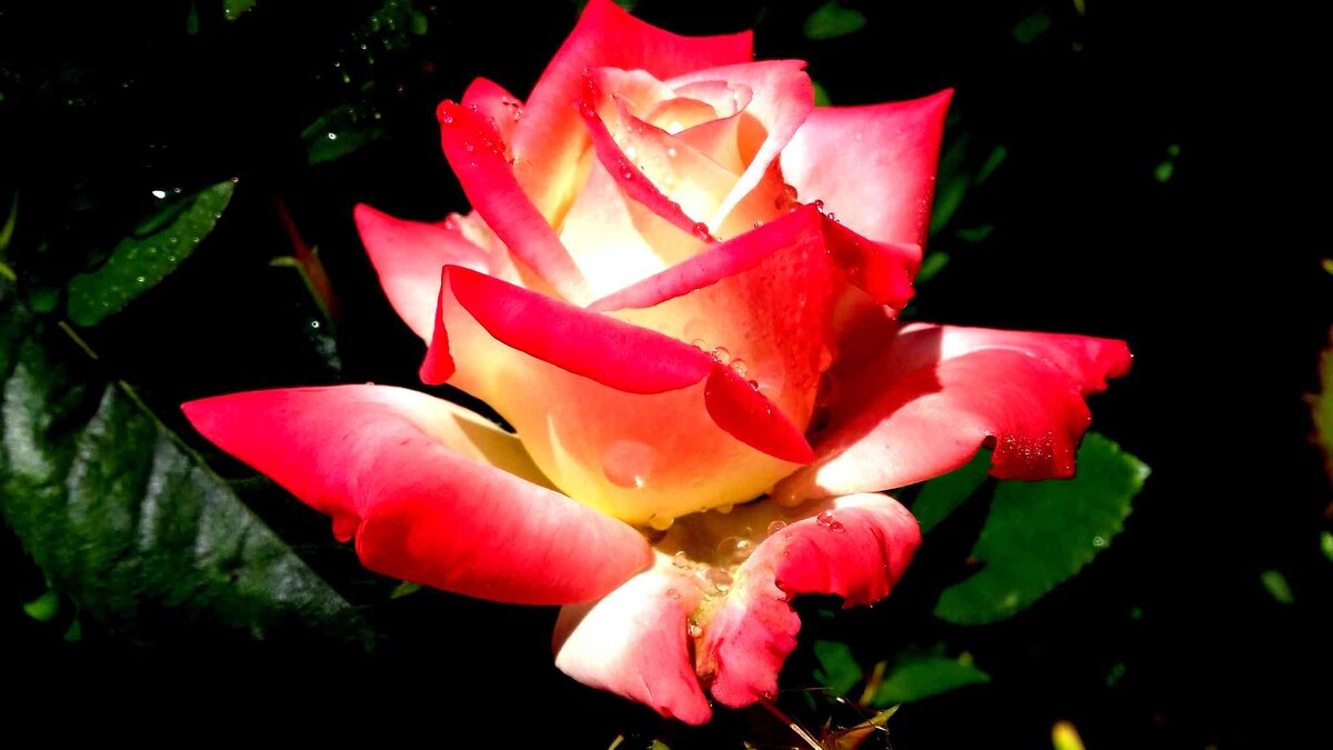 Imperatrice Farah, Delbard Франция, 1992, Чайно-гибридные (фото автора)