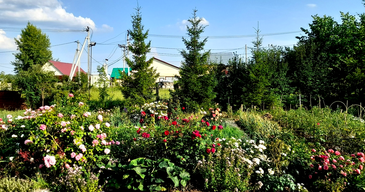 Композиция из английских роз Д.Остина (на переднем плане, фото автора)