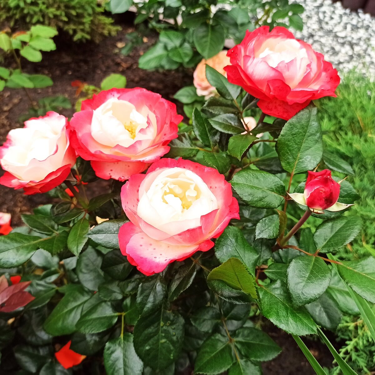 фото Светланы