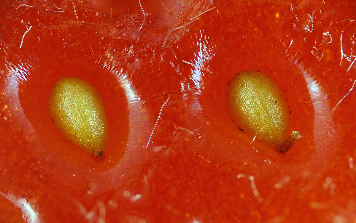 Фото семян Клубники под микроскопом : Взято из открытых источников.