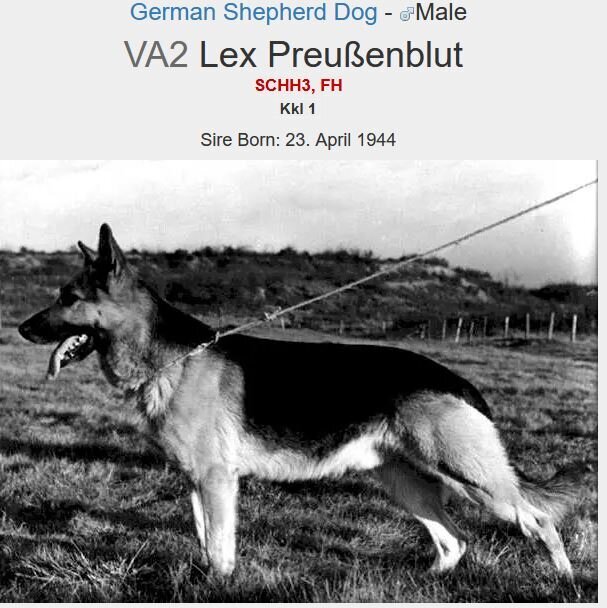 немецкая овчарка 1944 г.