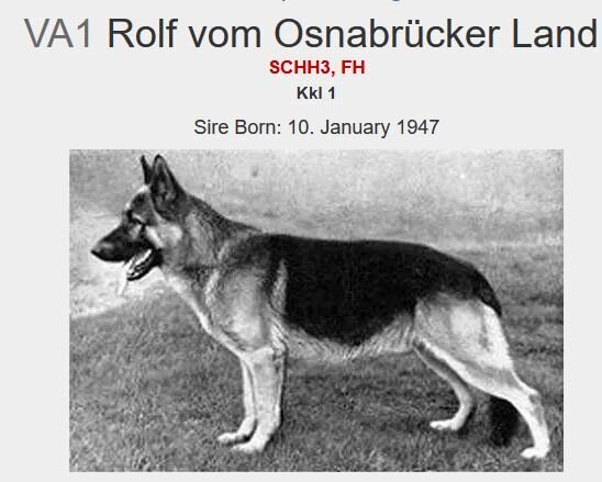 Немецкая овчарка 1947 г.