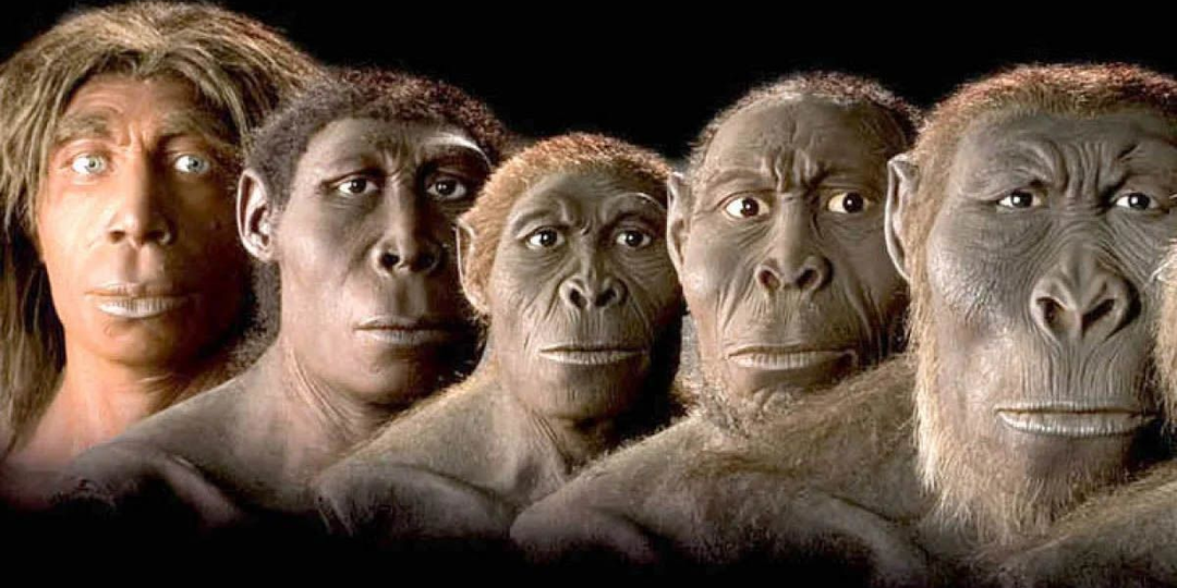 Почему у человека на голове длинные волосы, а у обезьян нет?