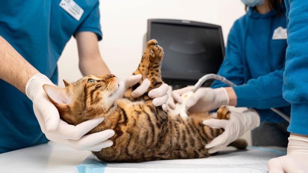    Югорчан пригласили на курсы первых в стране интернатур для ветеринаров