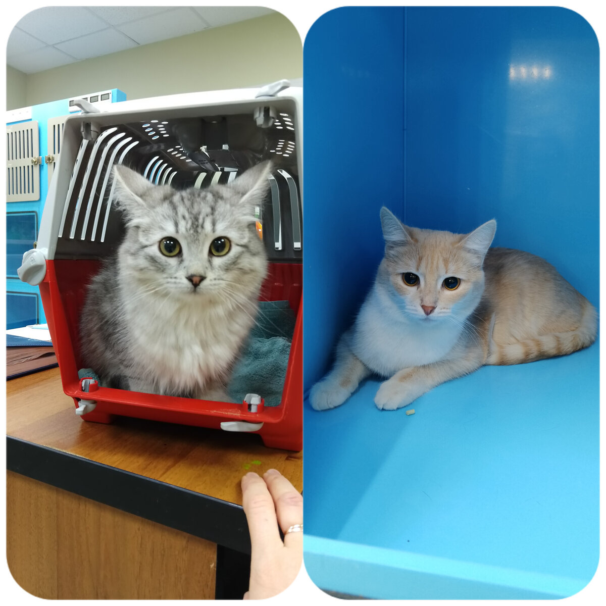 Мыша и Мила😍