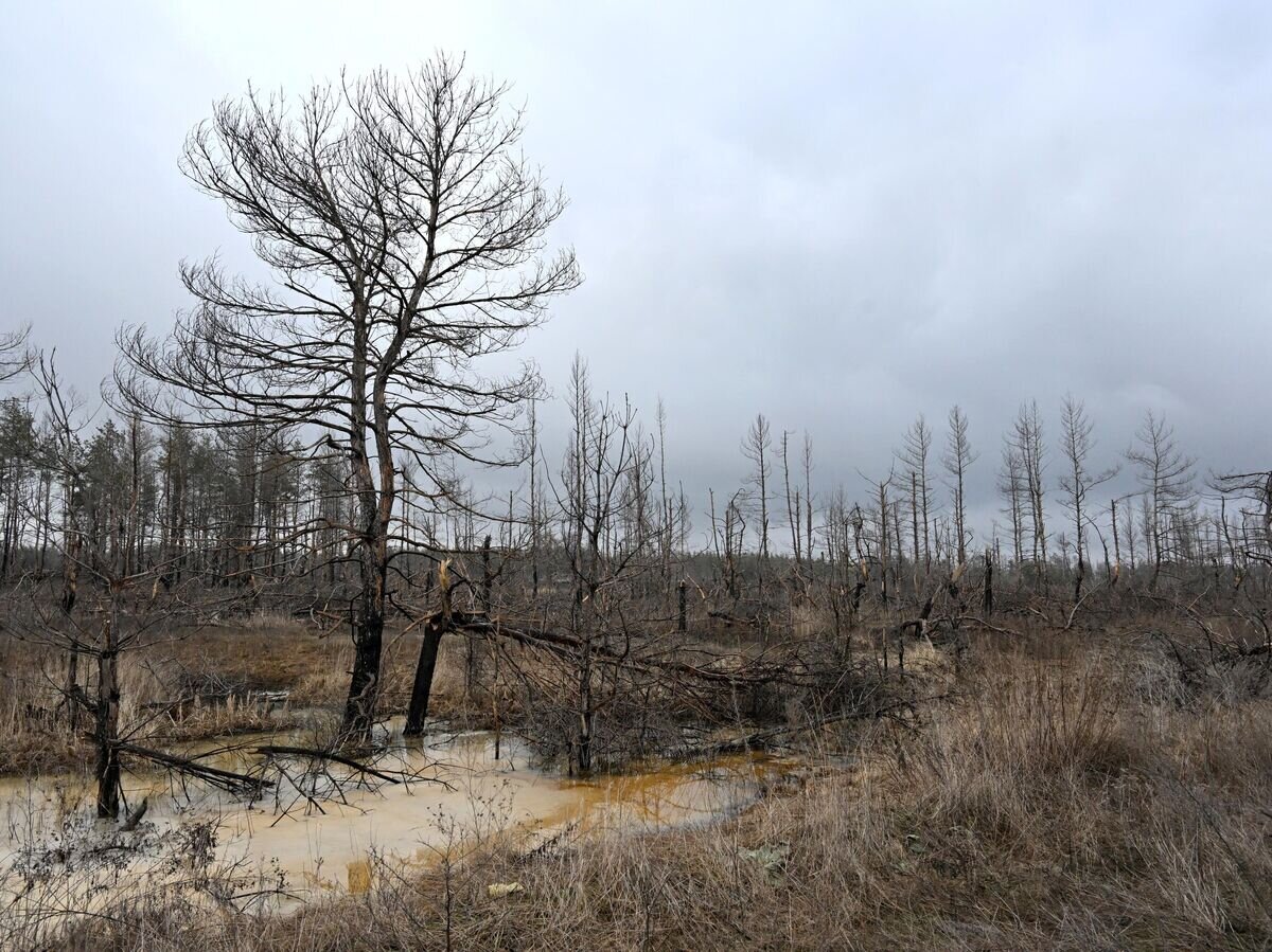   Сгоревшие леса в окрестностях Северодонецка© РИА Новости / Евгений Биятов