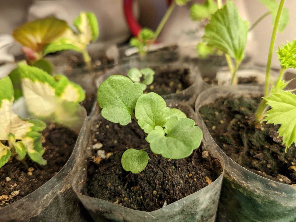 Здесь видно, что один сеянец виолы растет быстрее другого