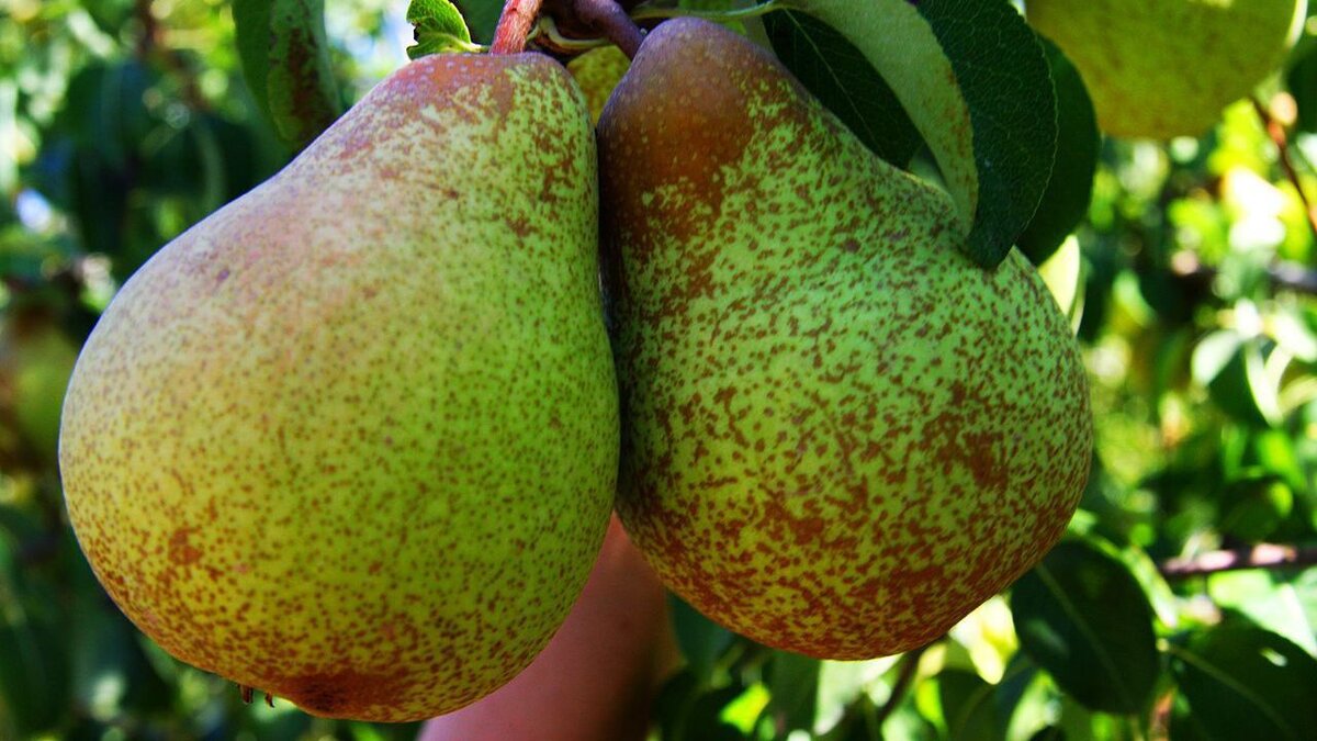 Консервирование груш. Ударение в слове грушевый и сливовый. Как правильно грушевого или грушового. Пять груш. Конфитюр груша.