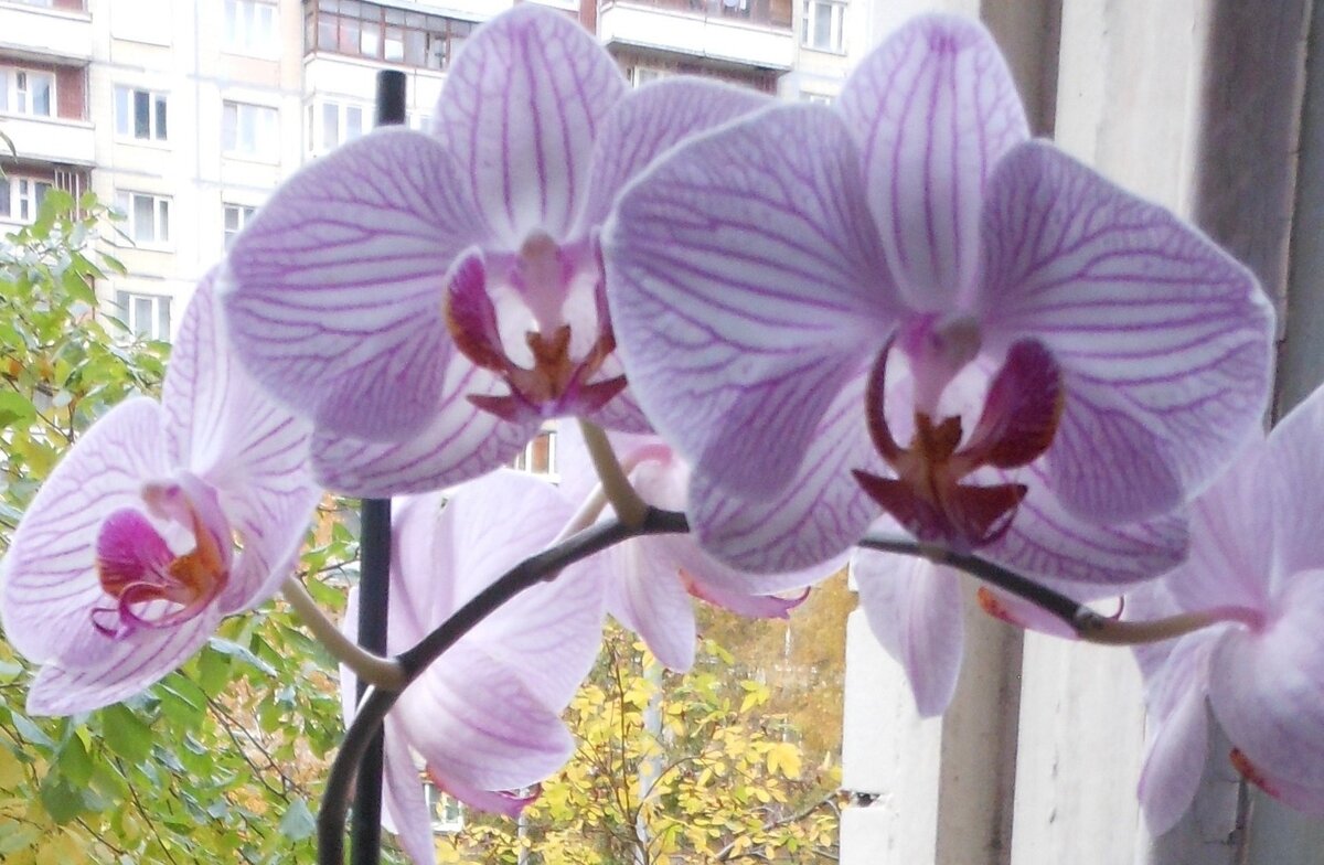 Цветы, как люди, у них тоже есть своя жизнь...   Из личных фото автора Лидии Шатиловой