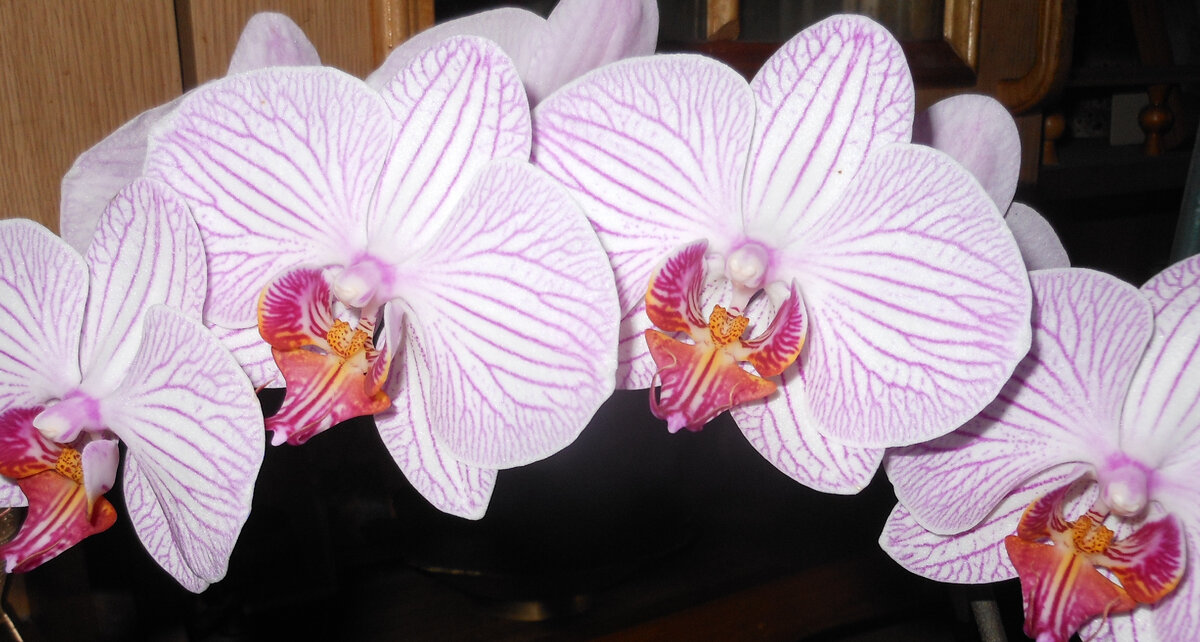 Орхидеи, прекрасные цветы. Из личных фото автора Лидии Шатиловой