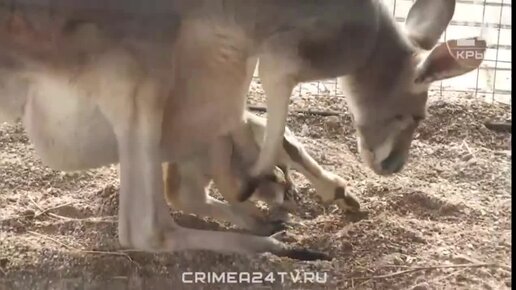 Стало известно, на каком транспорте можно быстро добраться из Краснодара в Адыгею | Живая Кубань