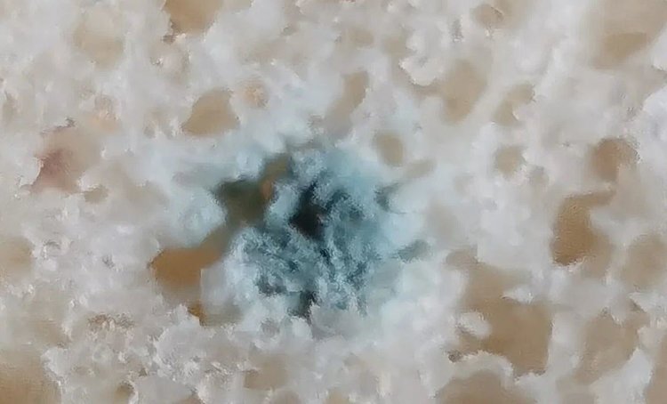    Картофельная болезнь хлеба и как ее выявляют в лаборатории
